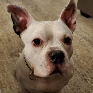 Meet your Posher, Rex